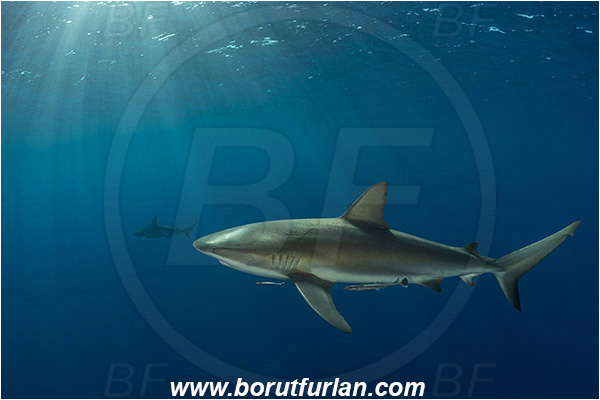 Jardines de la Reina, Cuba, Caribbean sea, Atlantic ocean, Carcharhinus perezii, Carcharhinus, Carcharhinidae, Elasmobranchii, Caribbean reef shark, Shark, Fish