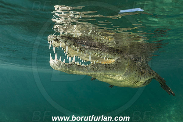 Jardines de la Reina, Cuba, Caribbean sea, Atlantic ocean, Crocodylus acutus, Crocodylus, Crocodylidae, Reptilia, Reptilian, American crocodile, Crocodile, Surface, Reflection