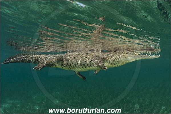 Jardines de la Reina, Cuba, Caribbean sea, Atlantic ocean, Crocodylus acutus, Crocodylus, Crocodylidae, Reptilia, Reptilian, American crocodile, Crocodile, Surface