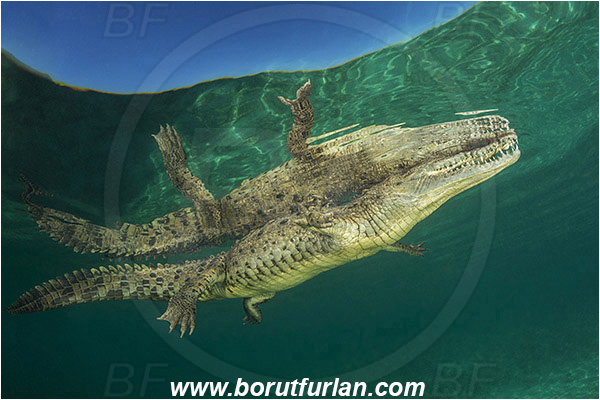 Jardines de la Reina, Cuba, Caribbean sea, Atlantic ocean, Crocodylus acutus, Crocodylus, Crocodylidae, Reptilia, Reptilian, American crocodile, Crocodile, Surface, Reflection