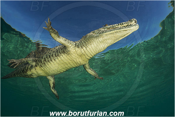 Jardines de la Reina, Cuba, Caribbean sea, Atlantic ocean, Crocodylus acutus, Crocodylus, Crocodylidae, Reptilia, Reptilian, American crocodile, Crocodile, Surface