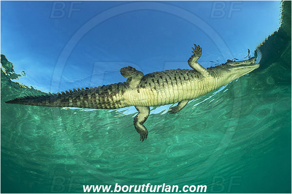 Jardines de la Reina, Cuba, Caribbean sea, Atlantic ocean, Crocodylus acutus, Crocodylus, Crocodylidae, Reptilia, Reptilian, American crocodile, Crocodile, Surface