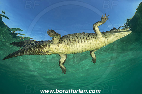 Jardines de la Reina, Cuba, Caribbean sea, Atlantic ocean, Crocodylus acutus, Crocodylus, Crocodylidae, Reptilia, Reptilian, American crocodile, Crocodile, Surface