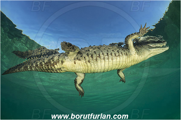 Jardines de la Reina, Cuba, Caribbean sea, Atlantic ocean, Crocodylus acutus, Crocodylus, Crocodylidae, Reptilia, Reptilian, American crocodile, Crocodile, Surface, Reflection