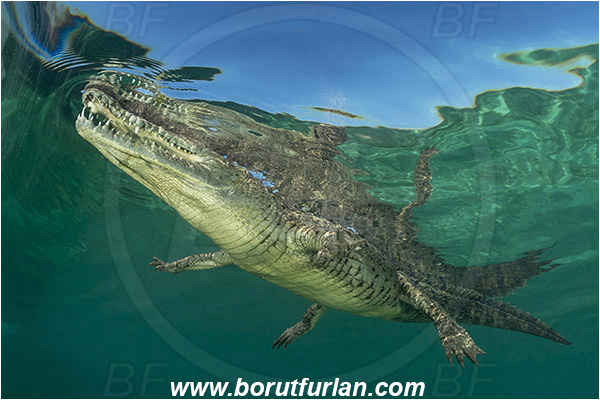 Jardines de la Reina, Cuba, Caribbean sea, Atlantic ocean, Crocodylus acutus, Crocodylus, Crocodylidae, Reptilia, Reptilian, American crocodile, Crocodile, Surface, Reflection