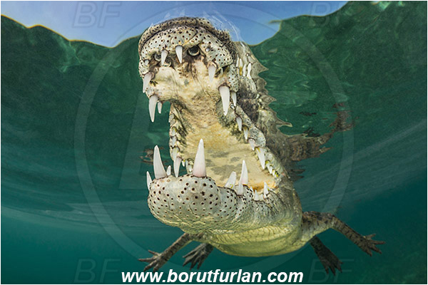 Jardines de la Reina, Cuba, Caribbean sea, Atlantic ocean, Crocodylus acutus, Crocodylus, Crocodylidae, Reptilia, Reptilian, American crocodile, Crocodile, Surface, Portrait, Open mouth