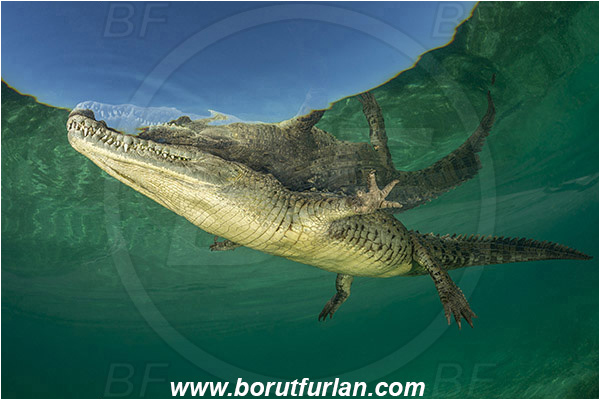 Jardines de la Reina, Cuba, Caribbean sea, Atlantic ocean, Crocodylus acutus, Crocodylus, Crocodylidae, Reptilia, Reptilian, American crocodile, Crocodile, Surface, Reflection