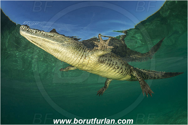 Jardines de la Reina, Cuba, Caribbean sea, Atlantic ocean, Crocodylus acutus, Crocodylus, Crocodylidae, Reptilia, Reptilian, American crocodile, Crocodile, Surface, Reflection