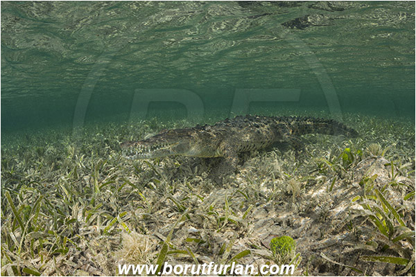 Jardines de la Reina, Cuba, Caribbean sea, Atlantic ocean, Crocodylus acutus, Crocodylus, Crocodylidae, Reptilia, Reptilian, American crocodile, Crocodile, Grass