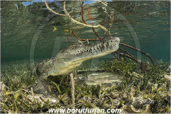 Jardines de la Reina, Cuba, Caribbean sea, Atlantic ocean, Crocodylus acutus, Crocodylus, Crocodylidae, Reptilia, Reptilian, American crocodile, Crocodile, Grass