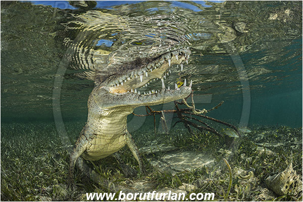 Jardines de la Reina, Cuba, Caribbean sea, Atlantic ocean, Crocodylus acutus, Crocodylus, Crocodylidae, Reptilia, Reptilian, American crocodile, Crocodile, Grass, Surface