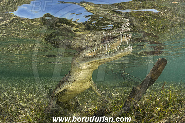 Jardines de la Reina, Cuba, Caribbean sea, Atlantic ocean, Crocodylus acutus, Crocodylus, Crocodylidae, Reptilia, Reptilian, American crocodile, Crocodile, Grass, Surface