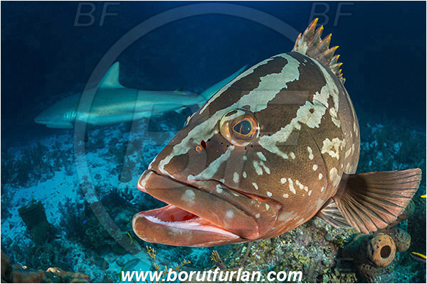 Jardines de la Reina, Cuba, Caribbean sea, Atlantic ocean, Epinephelus striatus, Epinephelus, Serranidae, Nassau grouper, Grouper, Carcharhinus perezii, Carcharhinus, Carcharhinidae, Elasmobranchii, Caribbean reef shark, Shark, Fish, Reef, Portrait