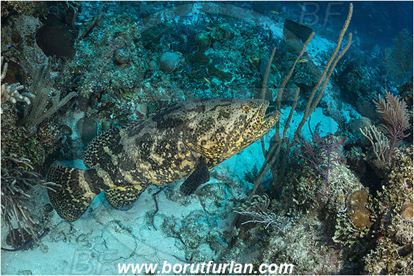 Jardines de la Reina, Cuba, Caribbean sea, Atlantic ocean, Epinephelus itajara, Epinephelus, Serranidae, Goliath grouper, Grouper, Fish, Reef