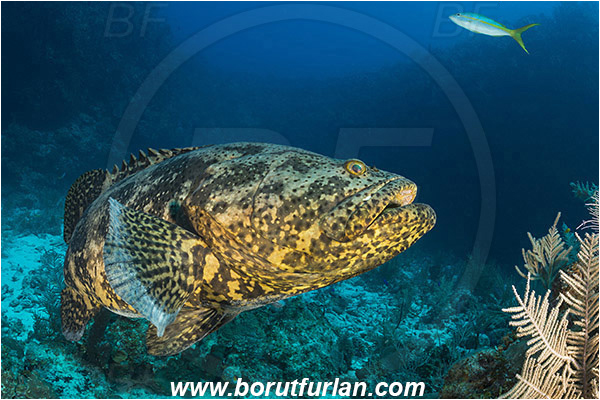 Jardines de la Reina, Cuba, Caribbean sea, Atlantic ocean, Epinephelus itajara, Epinephelus, Serranidae, Goliath grouper, Grouper, Fish, Reef