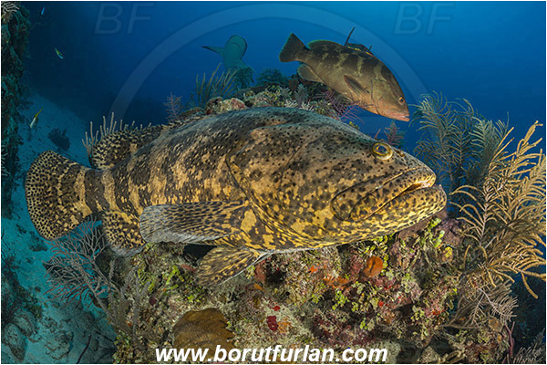 Jardines de la Reina, Cuba, Caribbean sea, Atlantic ocean, Epinephelus itajara, Epinephelus striatus, Epinephelus, Serranidae, Nassau grouper, Goliath grouper, Grouper, Fish, Reef