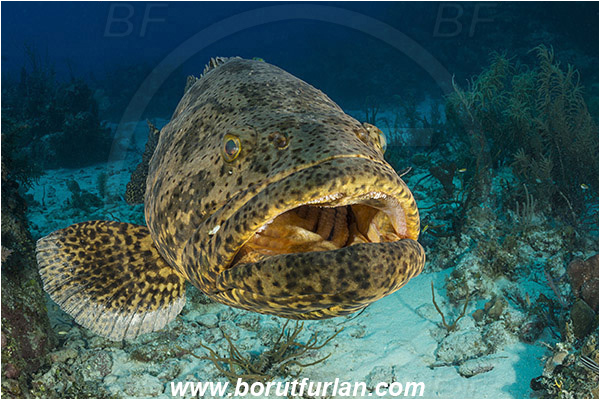 Jardines de la Reina, Cuba, Caribbean sea, Atlantic ocean, Epinephelus itajara, Epinephelus, Serranidae, Goliath grouper, Grouper, Fish, Reef, Portrait