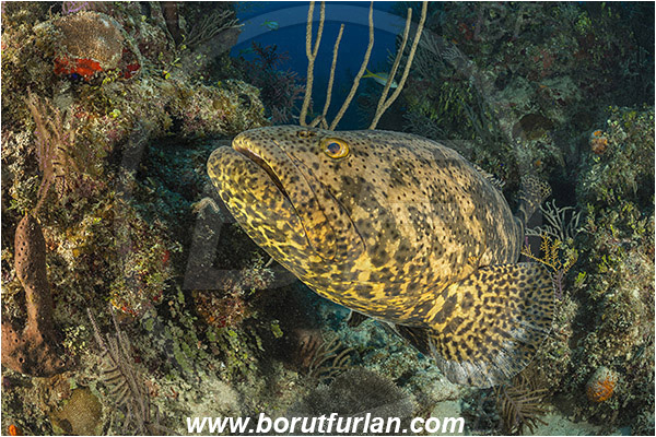 Jardines de la Reina, Cuba, Caribbean sea, Atlantic ocean, Epinephelus itajara, Epinephelus, Serranidae, Goliath grouper, Grouper, Fish, Reef