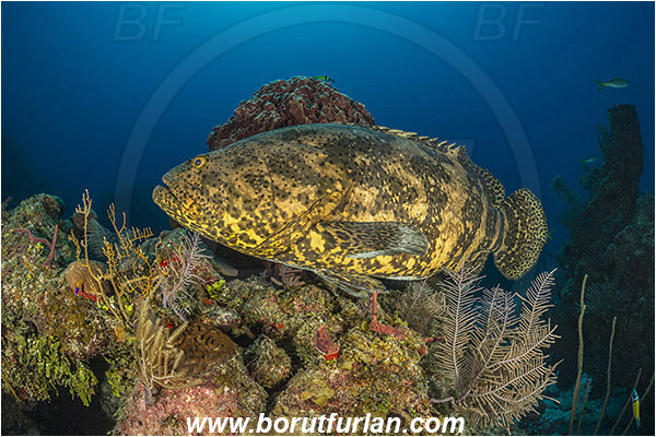 Jardines de la Reina, Cuba, Caribbean sea, Atlantic ocean, Epinephelus itajara, Epinephelus, Serranidae, Goliath grouper, Grouper, Fish, Reef