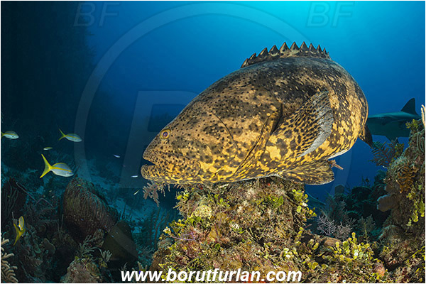 Jardines de la Reina, Cuba, Caribbean sea, Atlantic ocean, Epinephelus itajara, Epinephelus, Serranidae, Goliath grouper, Grouper, Fish, Reef