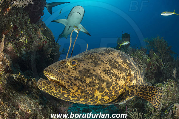 Jardines de la Reina, Cuba, Caribbean sea, Atlantic ocean, Carcharhinus perezii, Carcharhinus, Carcharhinidae, Elasmobranchii, Caribbean reef shark, Shark, Epinephelus itajara, Epinephelus, Serranidae, Goliath grouper, Grouper, Fish, Reef