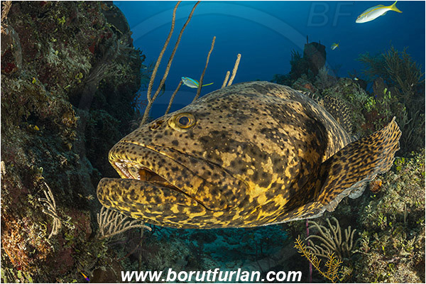 Jardines de la Reina, Cuba, Caribbean sea, Atlantic ocean, Epinephelus itajara, Epinephelus, Serranidae, Goliath grouper, Grouper, Fish, Reef