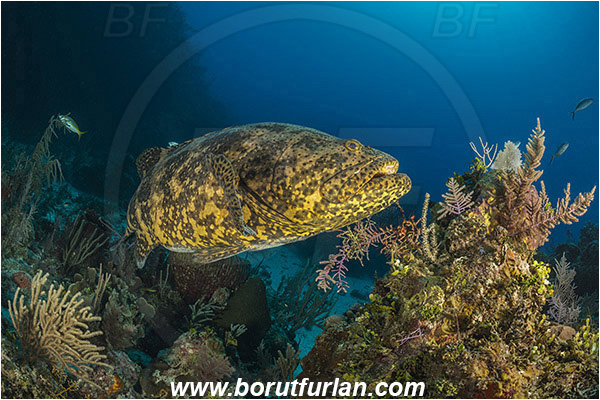 Jardines de la Reina, Cuba, Caribbean sea, Atlantic ocean, Epinephelus itajara, Epinephelus, Serranidae, Goliath grouper, Grouper, Fish, Reef