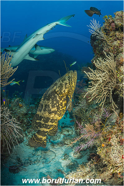 Jardines de la Reina, Cuba, Caribbean sea, Atlantic ocean, Carcharhinus perezii, Carcharhinus, Carcharhinidae, Elasmobranchii, Caribbean reef shark, Shark, Epinephelus itajara, Epinephelus, Serranidae, Goliath grouper, Grouper, Fish, Reef