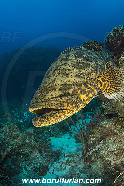 Jardines de la Reina, Cuba, Caribbean sea, Atlantic ocean, Epinephelus itajara, Epinephelus, Serranidae, Goliath grouper, Grouper, Fish, Reef