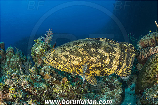 Jardines de la Reina, Cuba, Caribbean sea, Atlantic ocean, Epinephelus itajara, Epinephelus, Serranidae, Goliath grouper, Grouper, Fish, Reef