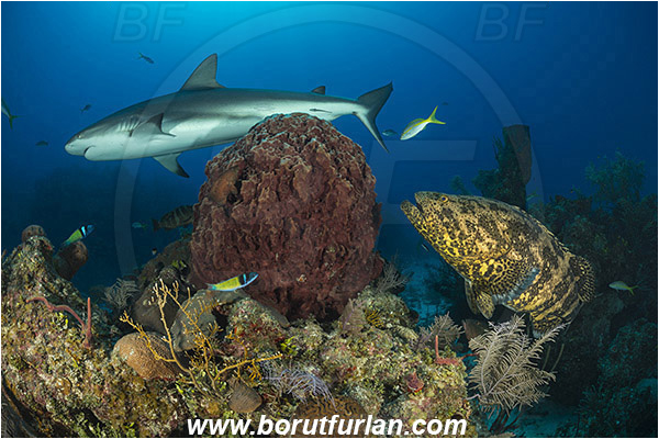 Jardines de la Reina, Cuba, Caribbean sea, Atlantic ocean, Xestospongia muta, Xestospongia, Petrosiidae, Giant Barrel Sponge, Sponge, Porifera, Epinephelus itajara, Epinephelus, Serranidae, Goliath grouper, Grouper, Carcharhinus perezii, Carcharhinus, Carcharhinidae, Elasmobranchii, Caribbean reef shark, Shark, Fish, Reef