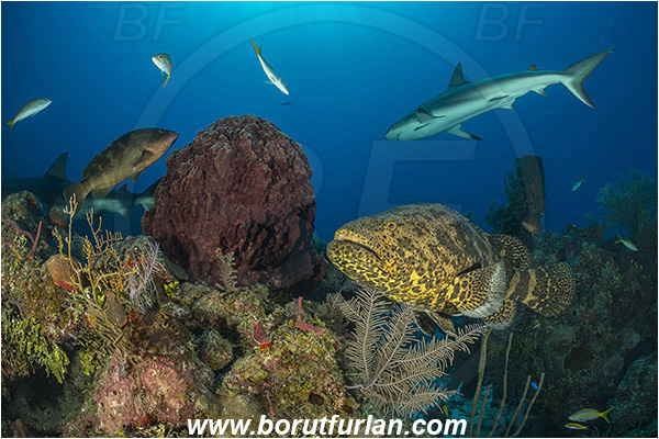 Jardines de la Reina, Cuba, Caribbean sea, Atlantic ocean, Xestospongia muta, Xestospongia, Petrosiidae, Giant Barrel Sponge, Sponge, Porifera, Epinephelus itajara, Epinephelus striatus, Epinephelus, Serranidae, Nassau grouper, Goliath grouper, Grouper, Carcharhinus perezii, Carcharhinus, Carcharhinidae, Elasmobranchii, Caribbean reef shark, Shark, Fish, Reef