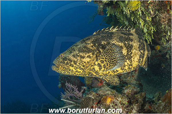 Jardines de la Reina, Cuba, Caribbean sea, Atlantic ocean, Epinephelus itajara, Epinephelus, Serranidae, Goliath grouper, Grouper, Fish, Reef