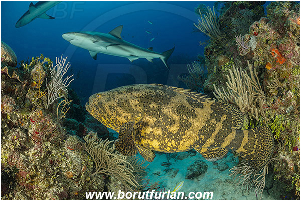 Jardines de la Reina, Cuba, Caribbean sea, Atlantic ocean, Carcharhinus perezii, Carcharhinus, Carcharhinidae, Elasmobranchii, Caribbean reef shark, Shark, Epinephelus itajara, Epinephelus, Serranidae, Goliath grouper, Grouper, Fish, Reef