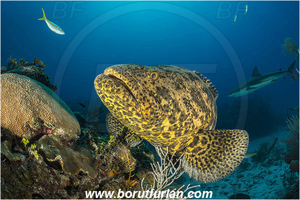 Jardines de la Reina, Cuba, Caribbean sea, Atlantic ocean, Carcharhinus perezii, Carcharhinus, Carcharhinidae, Elasmobranchii, Caribbean reef shark, Shark, Epinephelus itajara, Epinephelus, Serranidae, Goliath grouper, Grouper, Fish, Reef