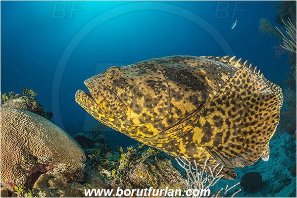 Jardines de la Reina, Cuba, Caribbean sea, Atlantic ocean, Epinephelus itajara, Epinephelus, Serranidae, Goliath grouper, Grouper, Fish, Reef