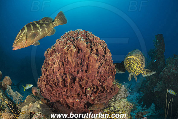 Jardines de la Reina, Cuba, Caribbean sea, Atlantic ocean, Xestospongia muta, Xestospongia, Petrosiidae, Giant Barrel Sponge, Sponge, Porifera, Epinephelus itajara, Epinephelus striatus, Epinephelus, Serranidae, Nassau grouper, Goliath grouper, Grouper, Fish, Reef