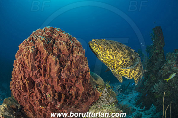 Jardines de la Reina, Cuba, Caribbean sea, Atlantic ocean, Xestospongia muta, Xestospongia, Petrosiidae, Giant Barrel Sponge, Sponge, Porifera, Epinephelus itajara, Epinephelus, Serranidae, Goliath grouper, Grouper, Fish, Reef