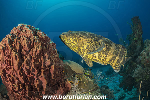 Jardines de la Reina, Cuba, Caribbean sea, Atlantic ocean, Xestospongia muta, Xestospongia, Petrosiidae, Giant Barrel Sponge, Sponge, Porifera, Epinephelus itajara, Epinephelus, Serranidae, Goliath grouper, Grouper, Fish, Reef