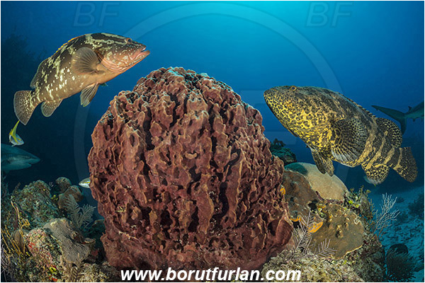 Jardines de la Reina, Cuba, Caribbean sea, Atlantic ocean, Xestospongia muta, Xestospongia, Petrosiidae, Giant Barrel Sponge, Sponge, Porifera, Epinephelus itajara, Epinephelus striatus, Epinephelus, Serranidae, Nassau grouper, Goliath grouper, Grouper, Fish, Reef
