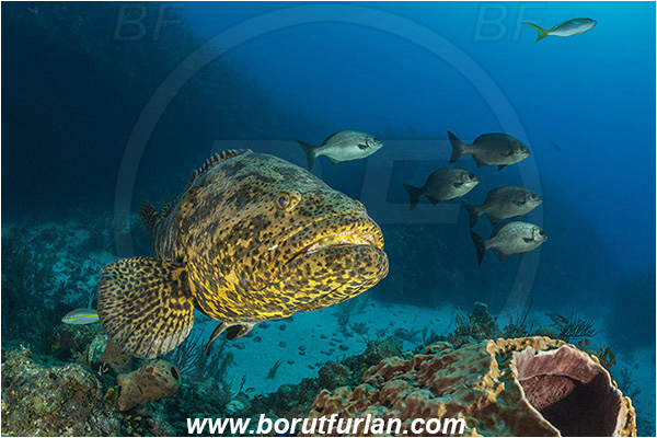 Jardines de la Reina, Cuba, Caribbean sea, Atlantic ocean, Epinephelus itajara, Epinephelus, Serranidae, Goliath grouper, Grouper, Fish, Reef, Portrait