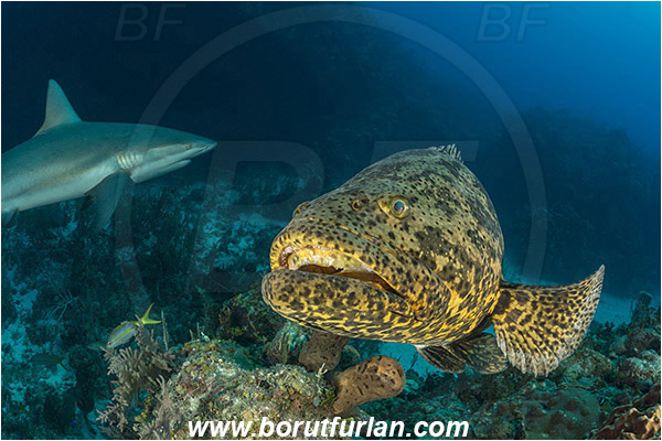 Jardines de la Reina, Cuba, Caribbean sea, Atlantic ocean, Epinephelus itajara, Epinephelus, Serranidae, Goliath grouper, Grouper, Fish, Reef, Portrait