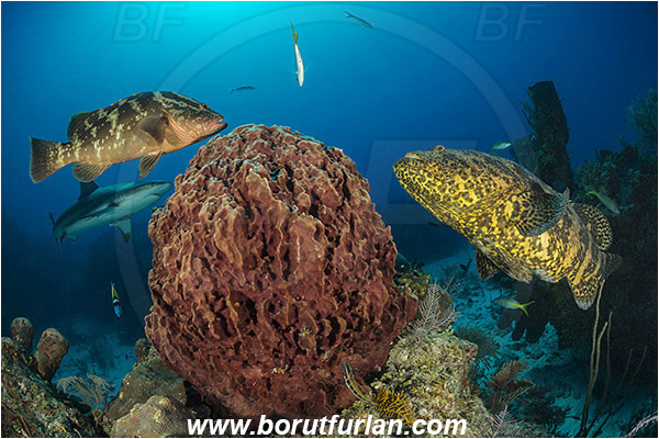 Jardines de la Reina, Cuba, Caribbean sea, Atlantic ocean, Xestospongia muta, Xestospongia, Petrosiidae, Giant Barrel Sponge, Sponge, Porifera, Epinephelus itajara, Epinephelus striatus, Epinephelus, Serranidae, Nassau grouper, Goliath grouper, Grouper, Carcharhinus perezii, Carcharhinus, Carcharhinidae, Elasmobranchii, Caribbean reef shark, Shark, Fish, Reef