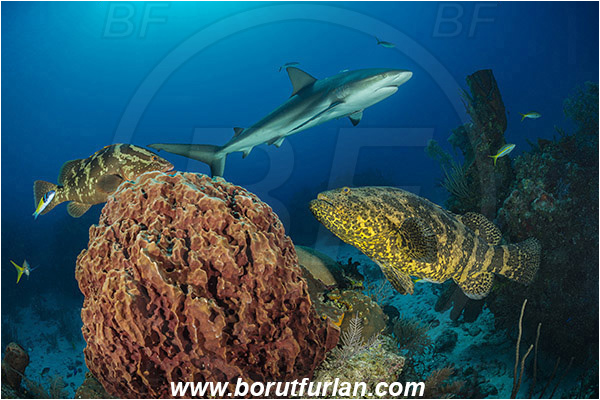 Jardines de la Reina, Cuba, Caribbean sea, Atlantic ocean, Xestospongia muta, Xestospongia, Petrosiidae, Giant Barrel Sponge, Sponge, Porifera, Epinephelus itajara, Epinephelus striatus, Epinephelus, Serranidae, Nassau grouper, Goliath grouper, Grouper, Carcharhinus perezii, Carcharhinus, Carcharhinidae, Elasmobranchii, Caribbean reef shark, Shark, Fish, Reef