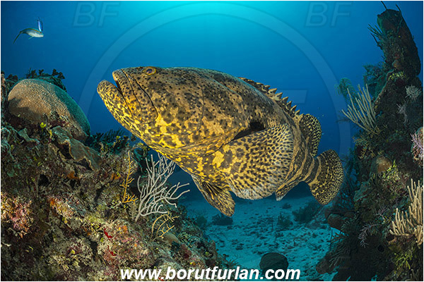 Jardines de la Reina, Cuba, Caribbean sea, Atlantic ocean, Epinephelus itajara, Epinephelus, Serranidae, Goliath grouper, Grouper, Fish, Reef