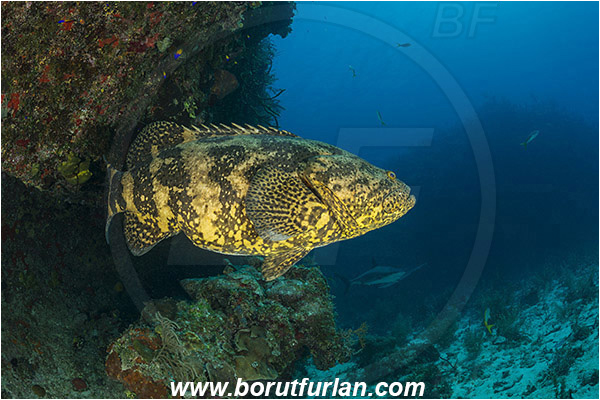 Jardines de la Reina, Cuba, Caribbean sea, Atlantic ocean, Epinephelus itajara, Epinephelus, Serranidae, Goliath grouper, Grouper, Fish, Reef