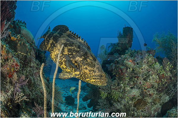 Jardines de la Reina, Cuba, Caribbean sea, Atlantic ocean, Epinephelus itajara, Epinephelus, Serranidae, Goliath grouper, Grouper, Fish, Reef