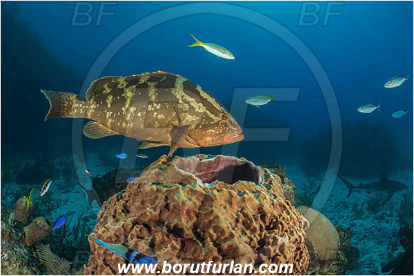 Jardines de la Reina, Cuba, Caribbean sea, Atlantic ocean, Xestospongia muta, Xestospongia, Petrosiidae, Giant Barrel Sponge, Sponge, Porifera, Epinephelus striatus, Epinephelus, Serranidae, Nassau grouper, Grouper, Fish, Reef