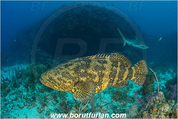 Jardines de la Reina, Cuba, Caribbean sea, Atlantic ocean, Carcharhinus perezii, Carcharhinus, Carcharhinidae, Elasmobranchii, Caribbean reef shark, Shark, Epinephelus itajara, Epinephelus, Serranidae, Goliath grouper, Grouper, Fish, Reef