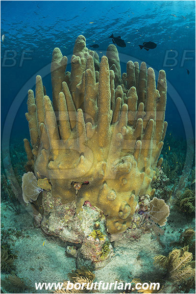 Jardines de la Reina, Cuba, Caribbean sea, Atlantic ocean, Dendrogyra cylindrus, Dendrogyra, Meandrinidae, Anthozoa, Cnidaria, Cnidarian, Pillar Coral, Coral, Reef